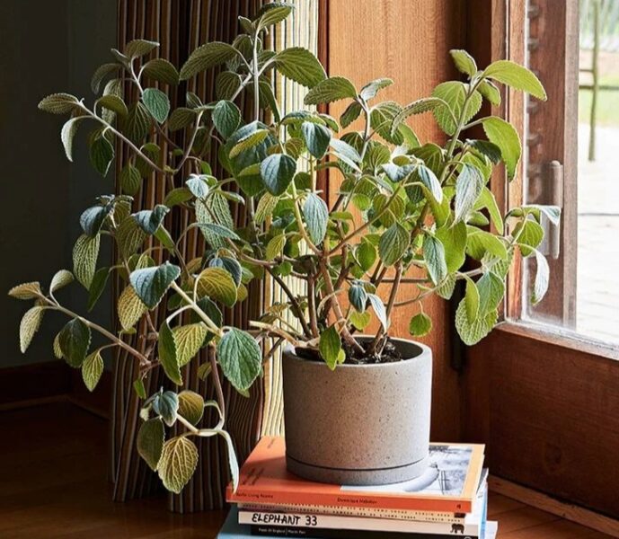 10 Indoor Plants That Will Improve the Air Quality of Your Home