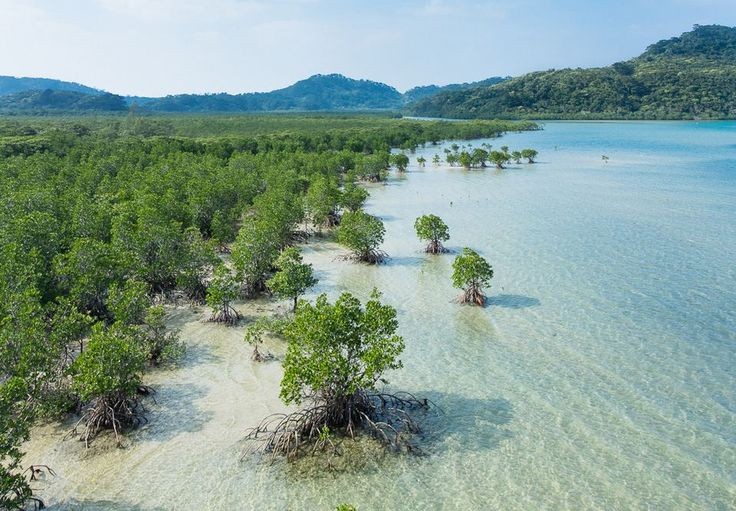 Mangroves: Weapon Against Climate Change