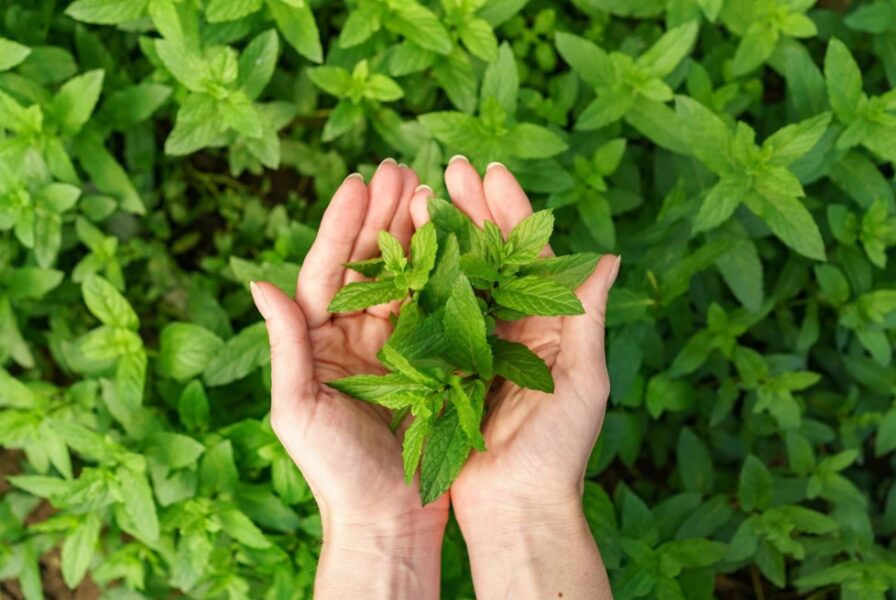 5 common herbs you can grow in Your kitchen without soil