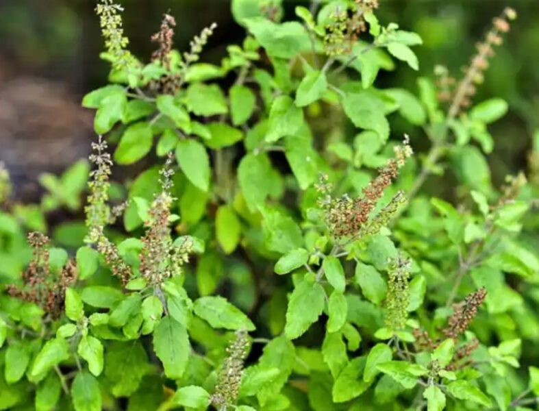 10 Plants You Can Grow Anywhere At Home To Keep Mosquitoes away